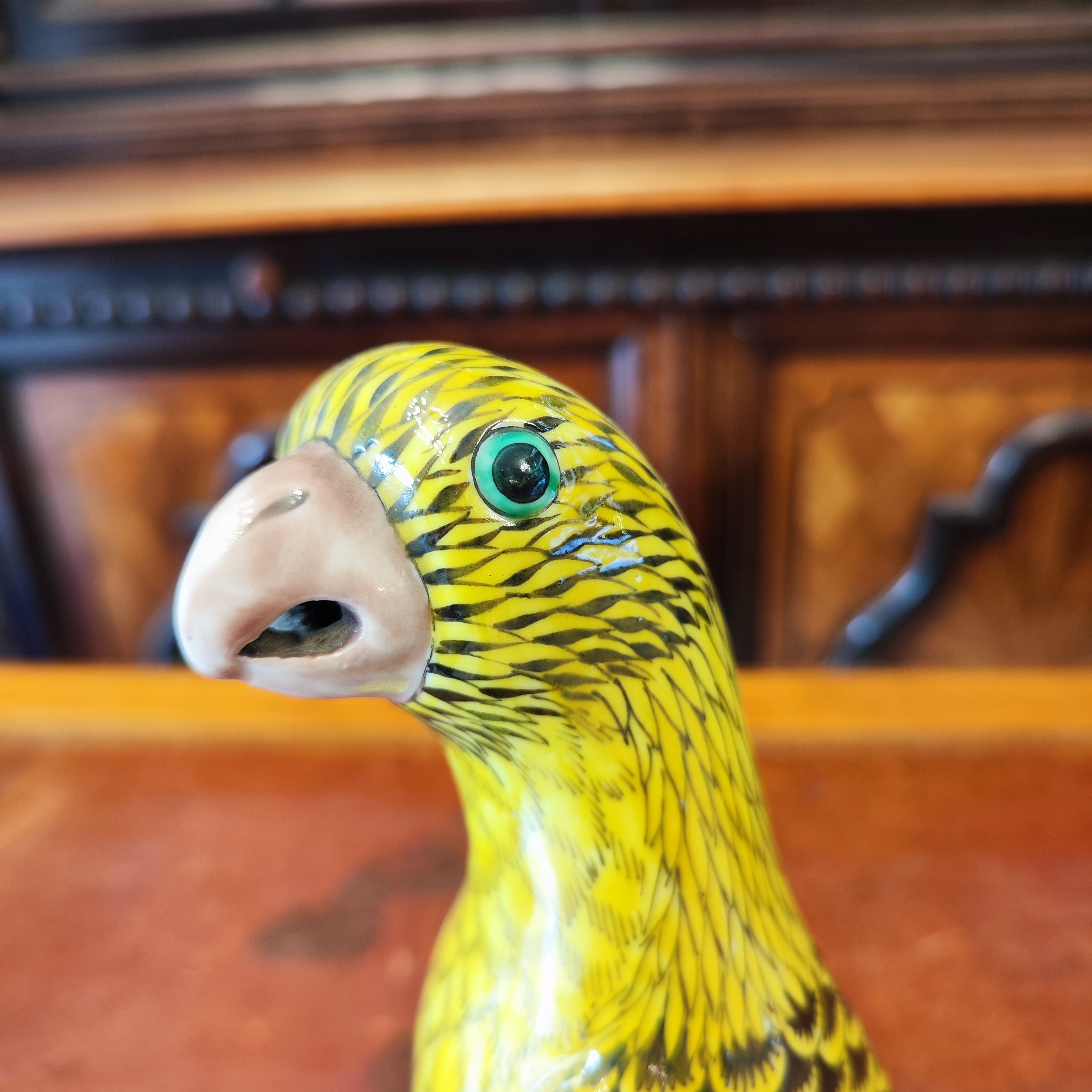 Loro chino amarillo imperial. China SXIX